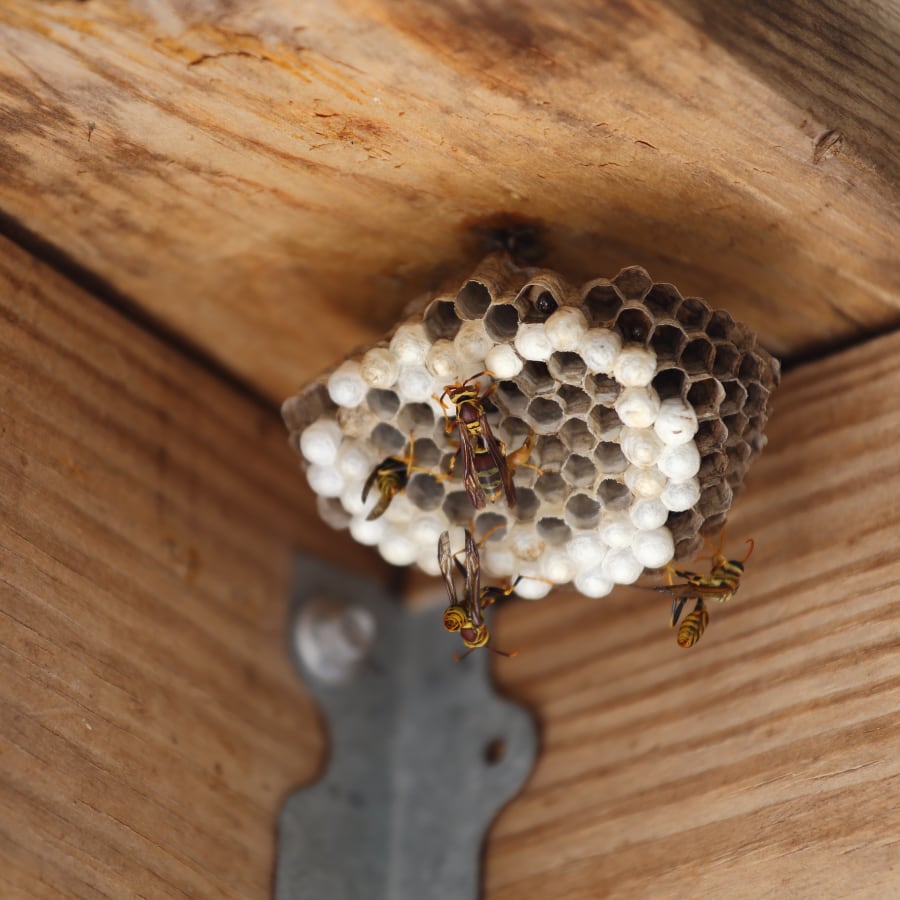 wasp-hive